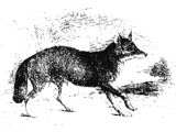 Jackal (Canis aureus). Heb. ShU`aL, (Jud.15.4, Neh.4.3, Ps.63.10, Song.2.15, Lam.5.8, Ezek.13.4). This word means both fox and jackal